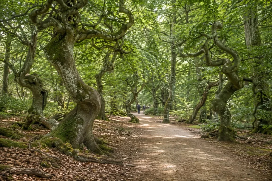 Route du Champagne Reims : promenade parmi les Faux de Verzy dans la forêt de Verzy