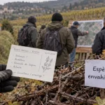À Ludes, vignerons et habitants sensibilisés aux espèces envahissantes